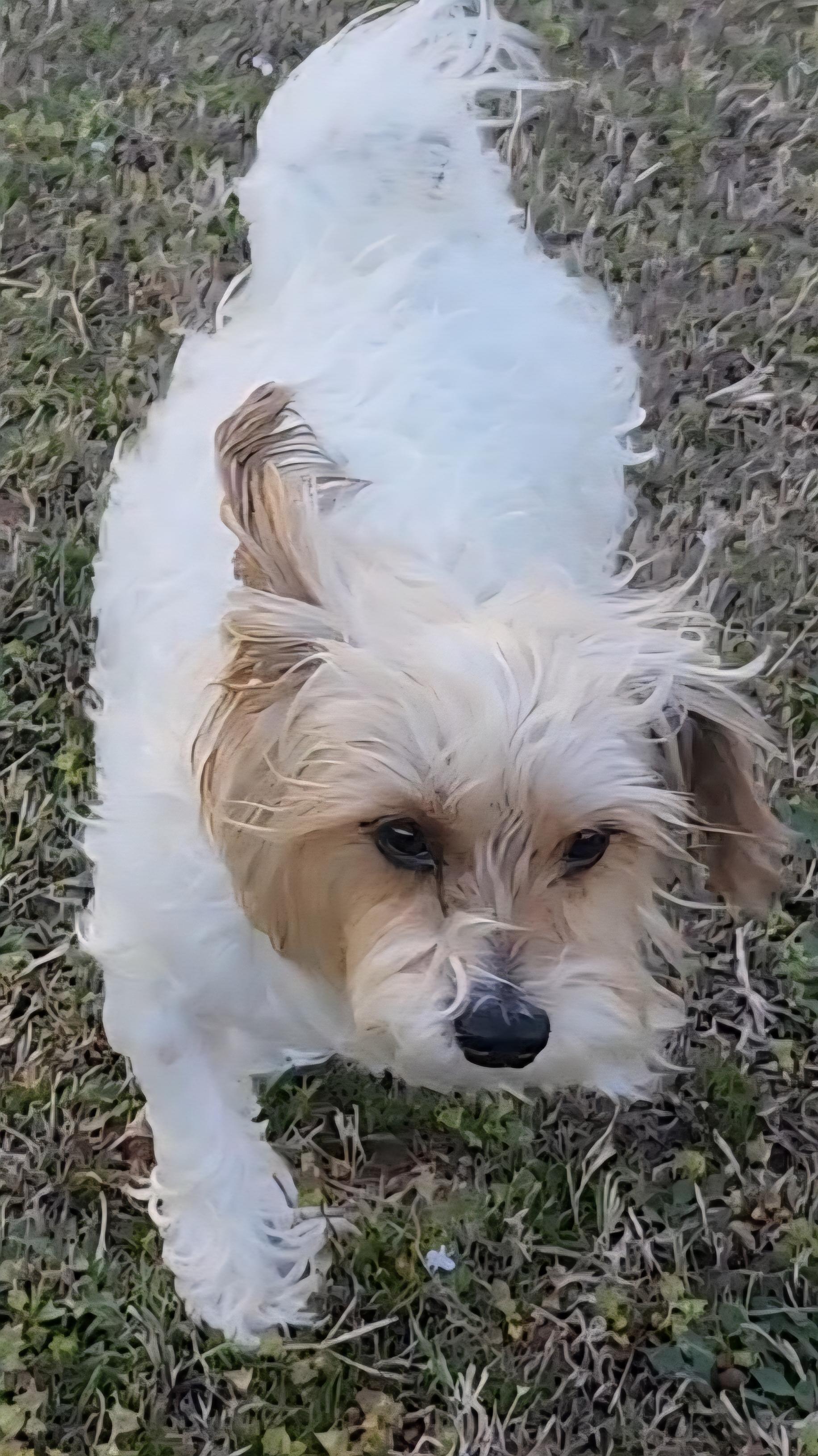 Enlarge Bentley, a ADOPTABLE Terrier in Tuttle, OK image 4/6