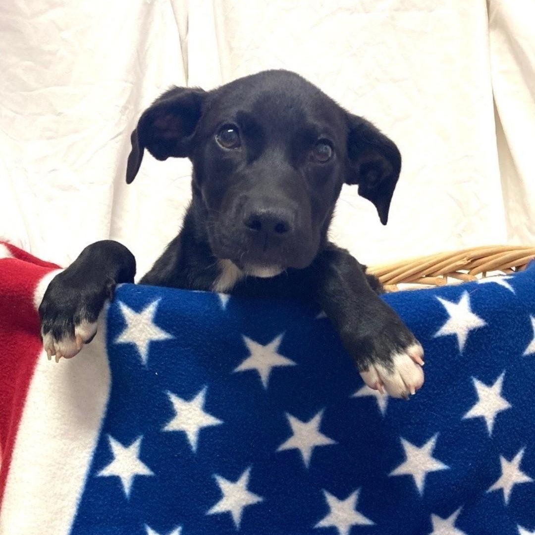 Enlarge Nova, a Adoptable mixed breed in Pensacola, FL image 2/4