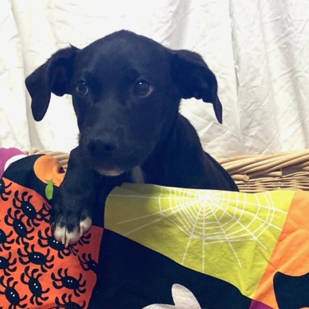 Nova, Adoptable, Puppy Female Labrador Retriever & Hound.