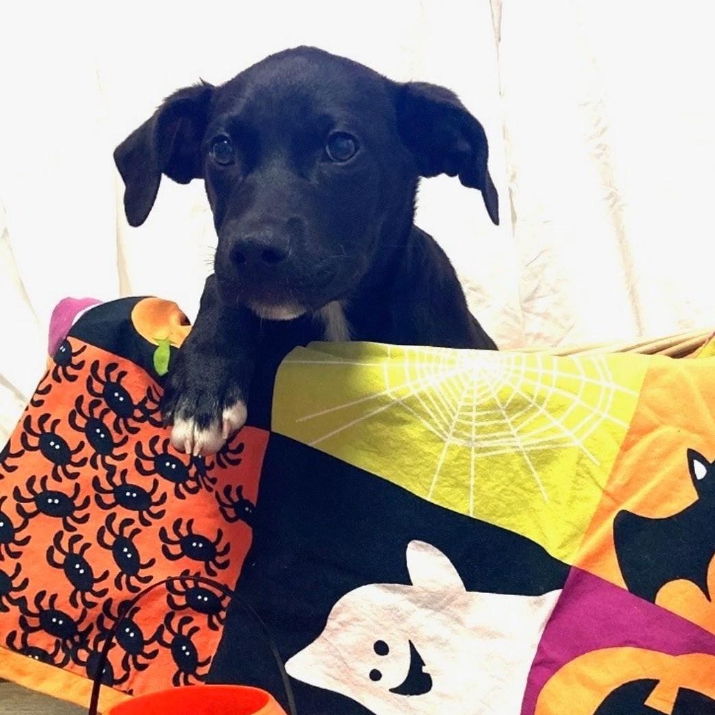 Enlarge Nova, a Adoptable mixed breed in Pensacola, FL image 4/4