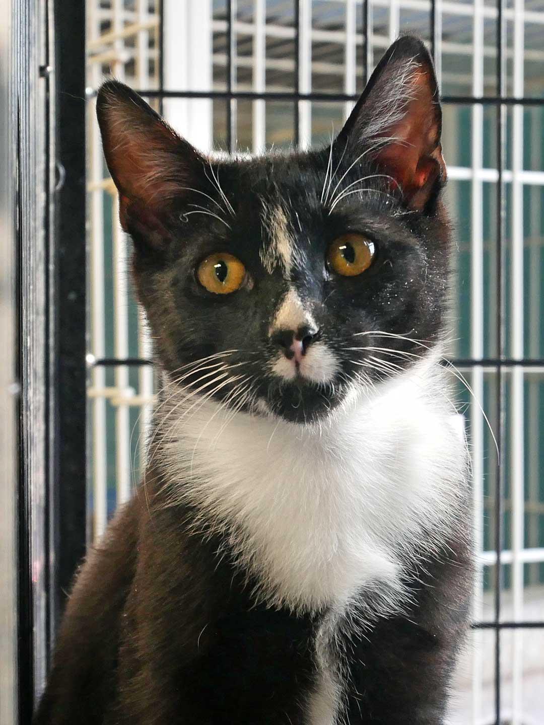 Enlarge Griffon, a ADOPTABLE mixed breed in Bloomingdale, NJ image 3/3