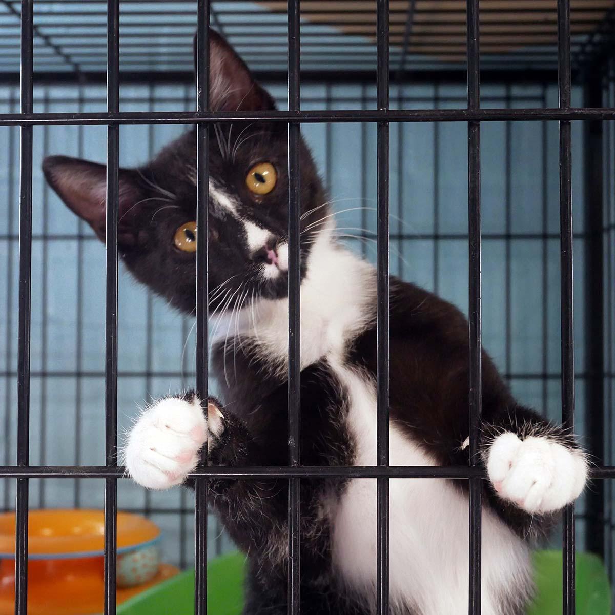 Enlarge Griffon, a ADOPTABLE mixed breed in Bloomingdale, NJ image 2/3