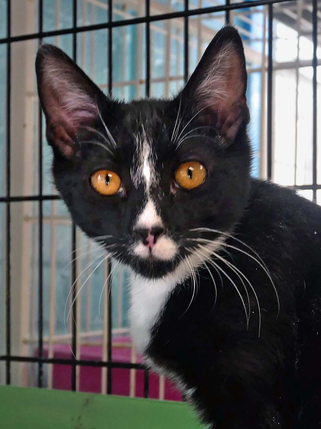 Griffon, ADOPTABLE, Kitten Male Domestic Short Hair & Tuxedo.