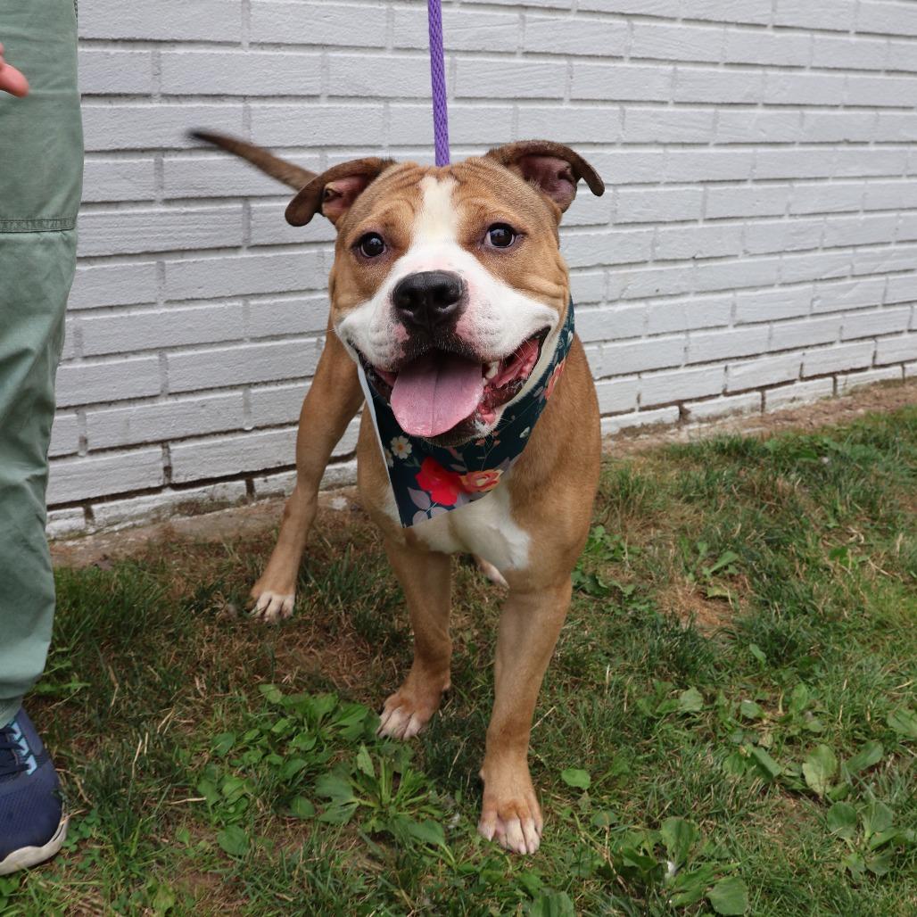 Enlarge Chase, a Adoptable Pit Bull Terrier in Newark, NJ image 1/6