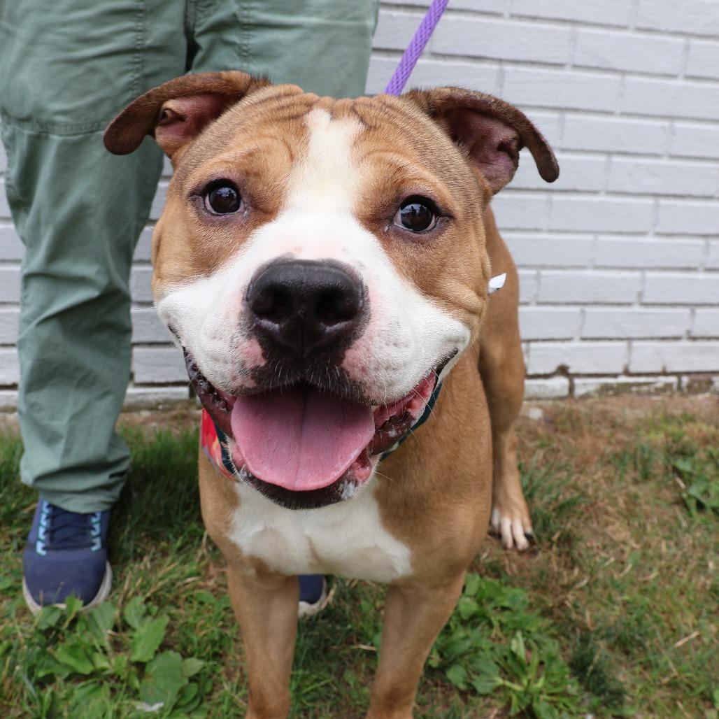 Enlarge Chase, a Adoptable Pit Bull Terrier in Newark, NJ image 2/6