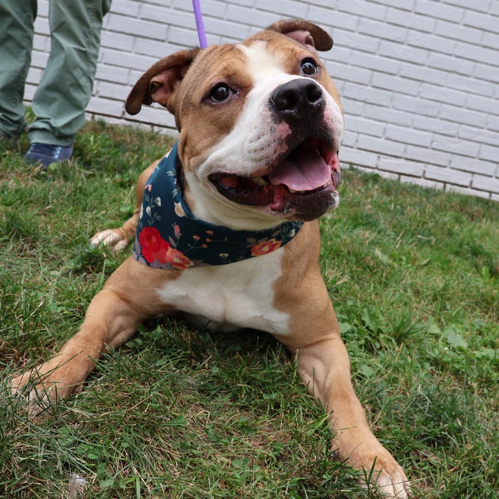 Enlarge Chase, a Adoptable Pit Bull Terrier in Newark, NJ image 3/6