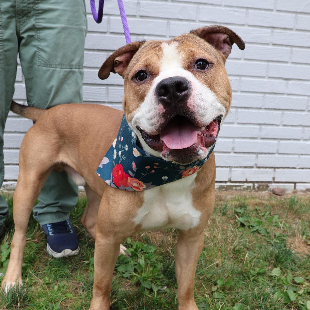 Enlarge Chase, a Adoptable Pit Bull Terrier in Newark, NJ image 4/6