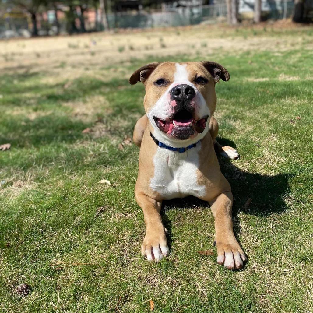 Enlarge Chase, a Adoptable Pit Bull Terrier in Newark, NJ image 5/6