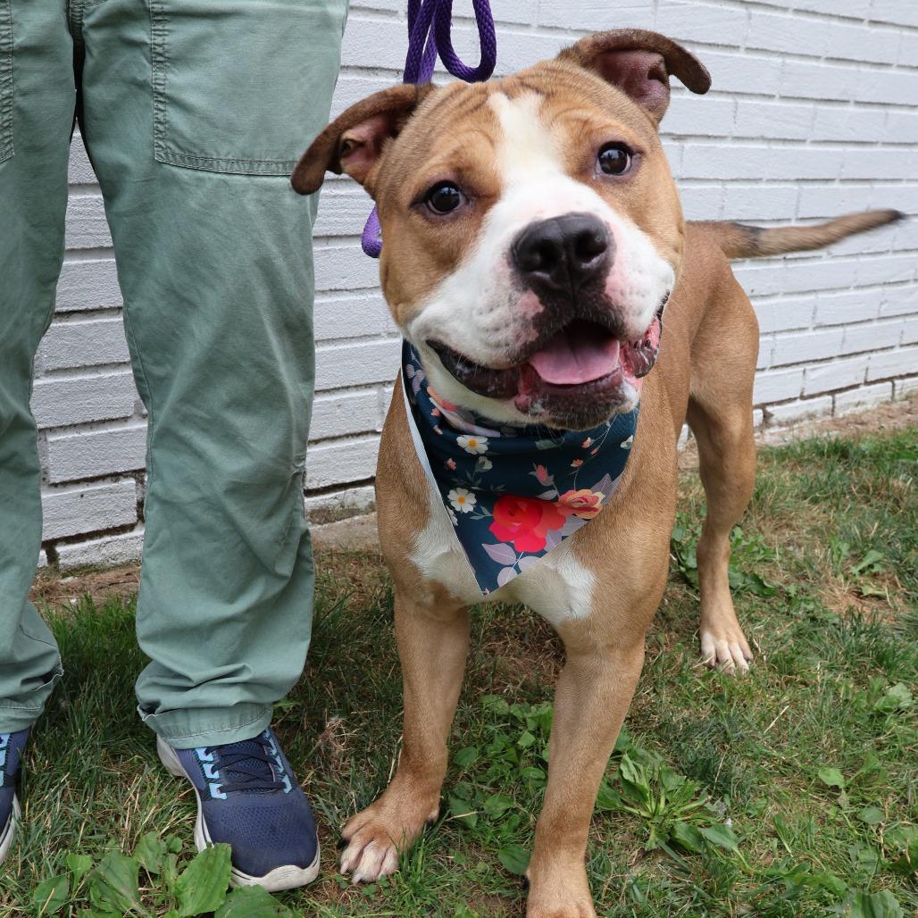 Enlarge Chase, a Adoptable Pit Bull Terrier in Newark, NJ image 5/6