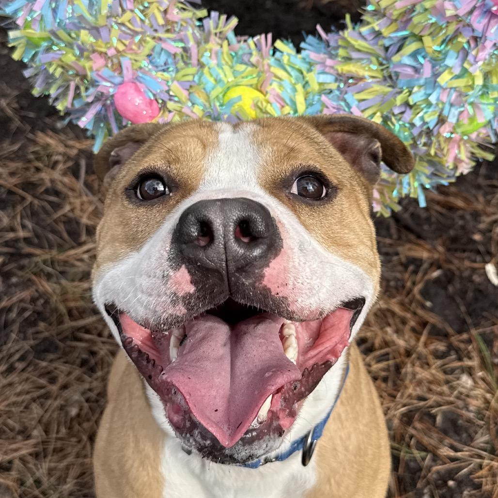 Enlarge Chase, a Adoptable Pit Bull Terrier in Newark, NJ image 6/6