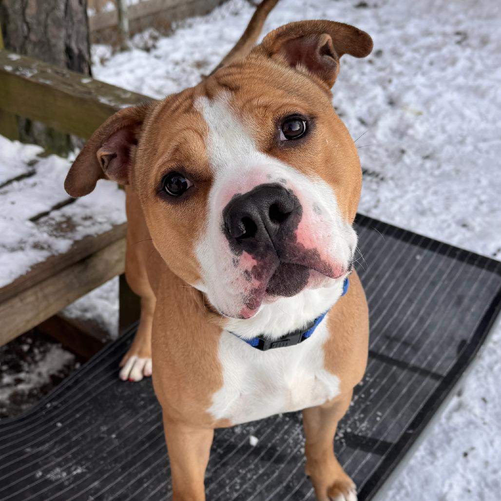 Enlarge Chase, a Adoptable Pit Bull Terrier in Newark, NJ image 6/6