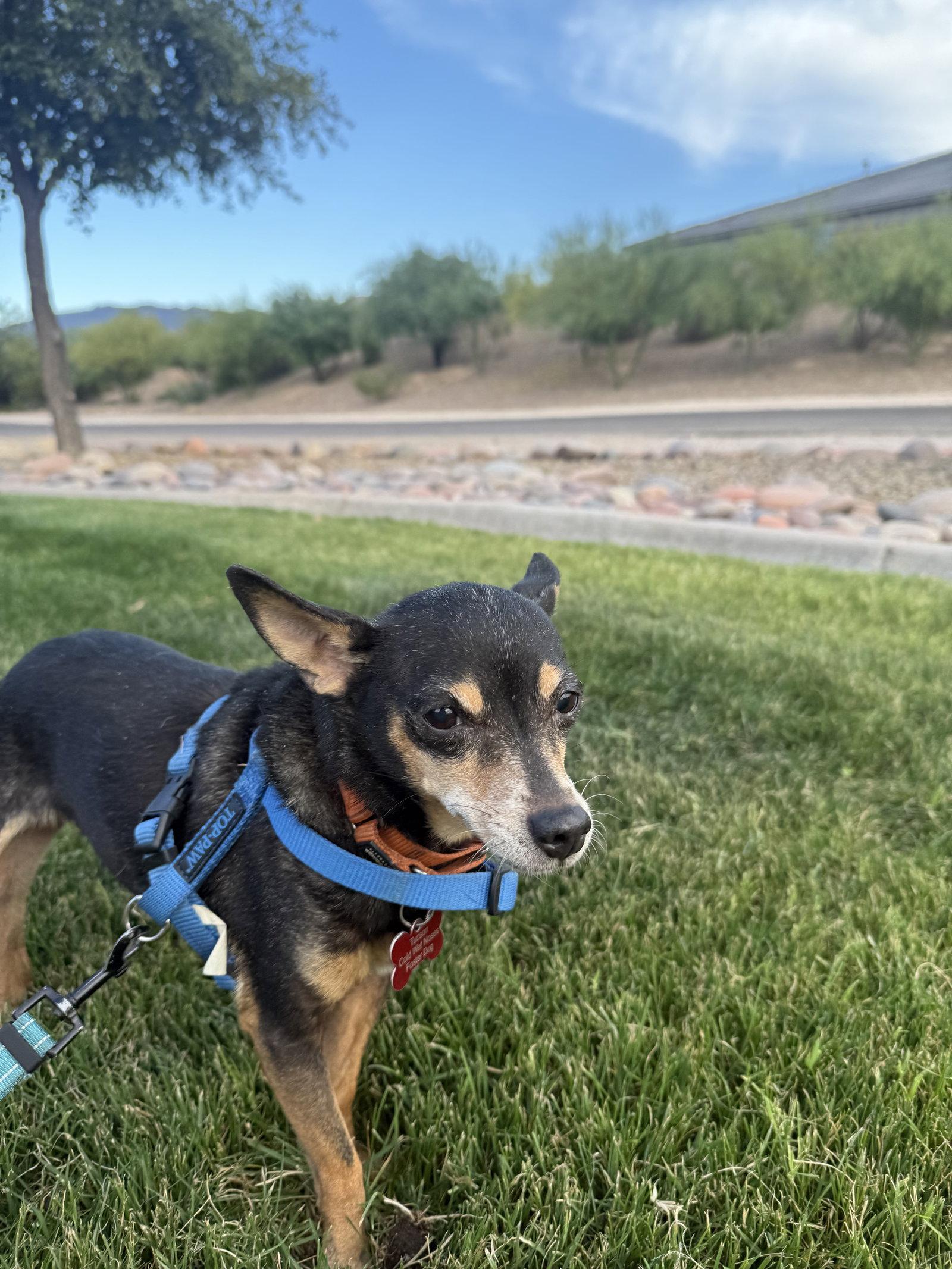 Enlarge Lupita, a Adoptable Chihuahua in Tucson, AZ image 1/3
