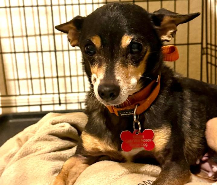 Lupita, Adoptable, Adult Female Chihuahua.