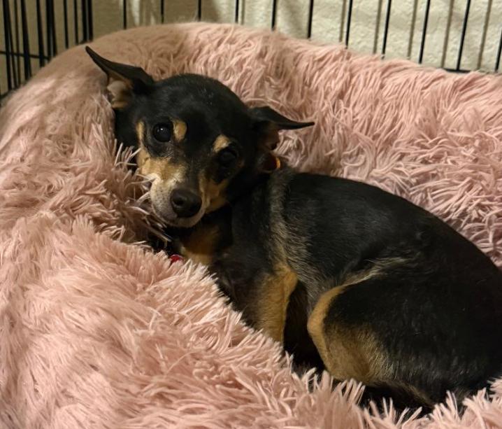 Enlarge Lupita, a Adoptable Chihuahua in Tucson, AZ image 2/3