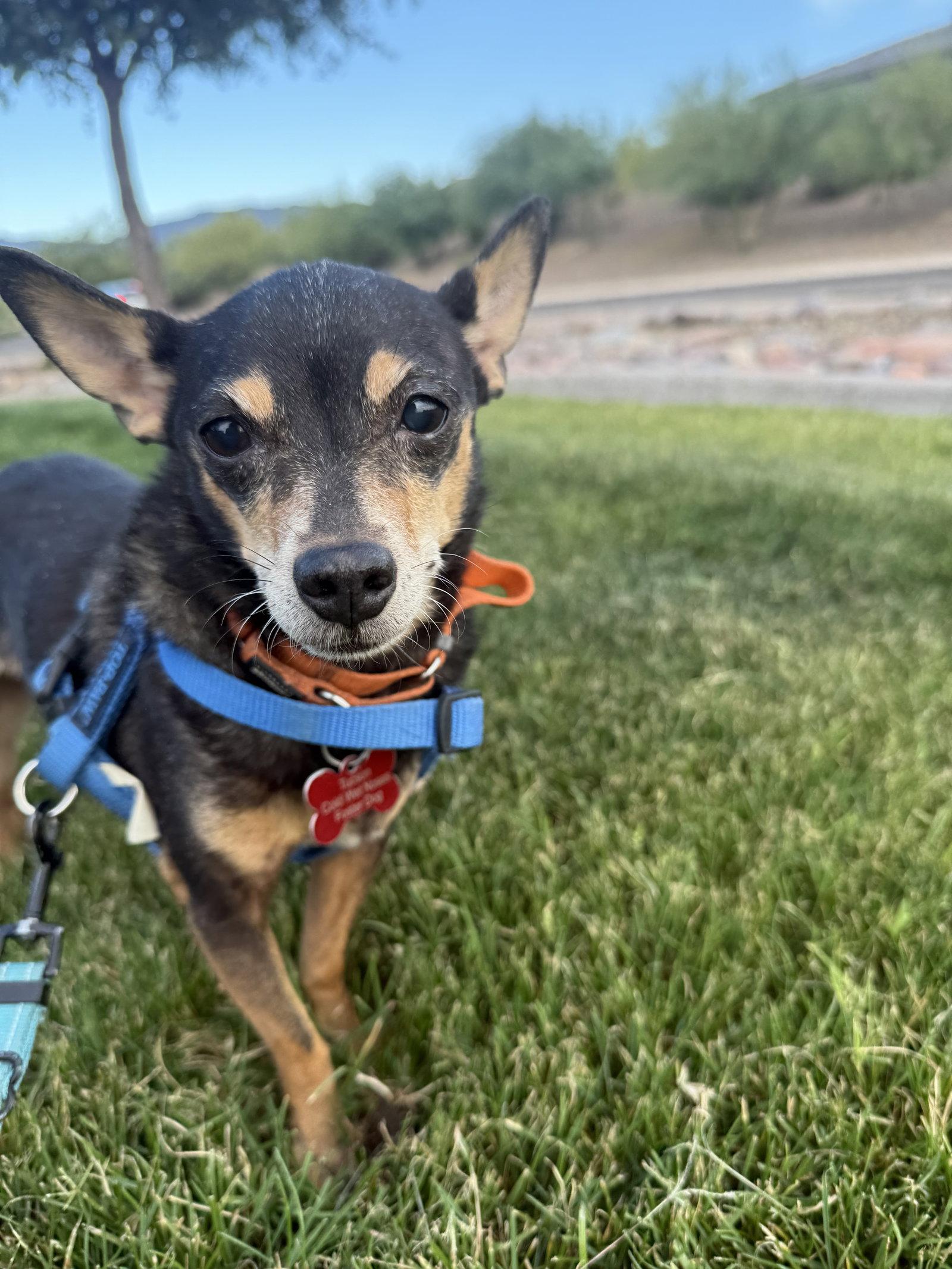 Enlarge Lupita, a Adoptable Chihuahua in Tucson, AZ image 2/3