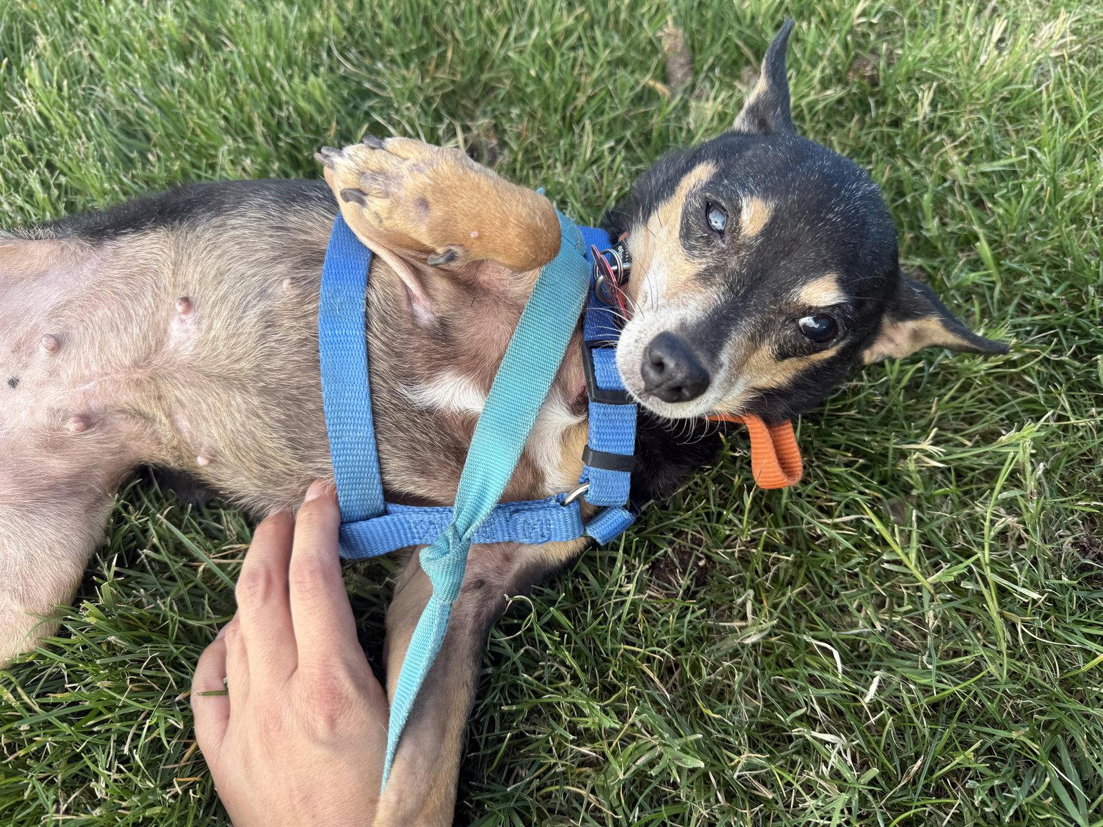 Enlarge Lupita, a Adoptable Chihuahua in Tucson, AZ image 3/3