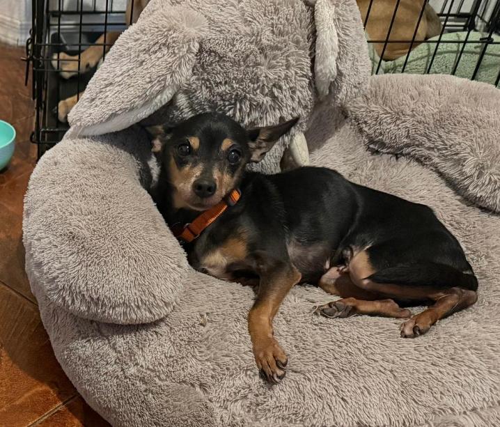 Enlarge Lupita, a Adoptable Chihuahua in Tucson, AZ image 3/3