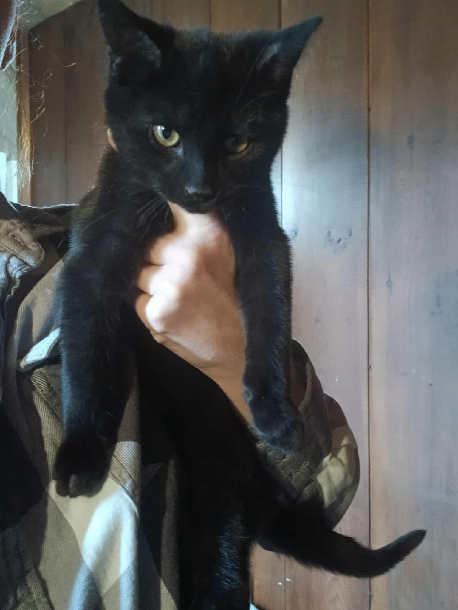 Arybyss, Adoptable, Young Male Domestic Short Hair.