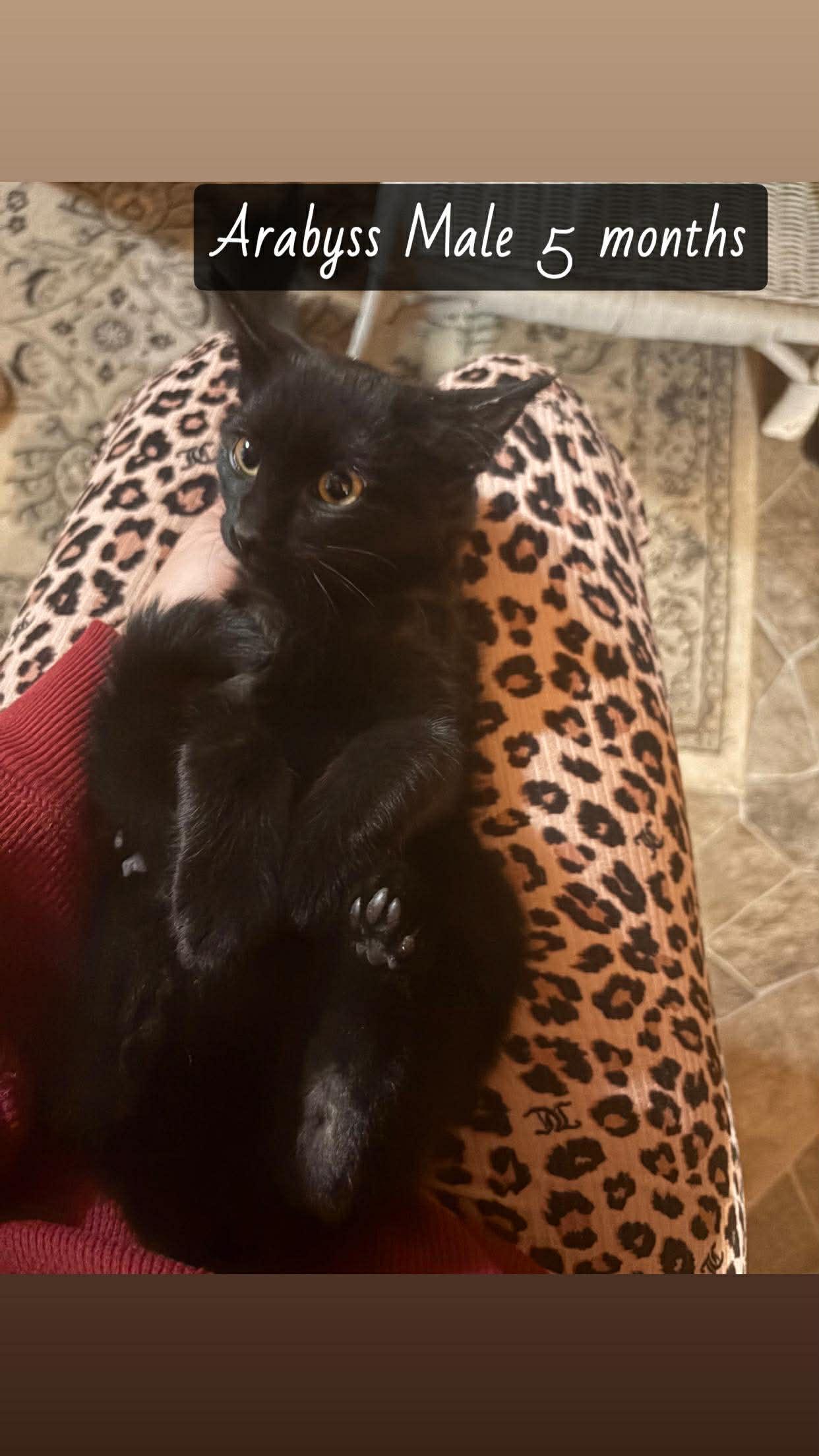 Enlarge Arybyss, a Adoptable Domestic Short Hair in Clymer, PA image 5/6