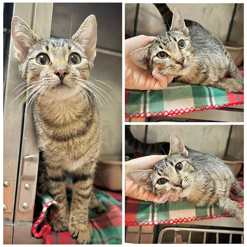 Pete, Adoptable, Young Male Domestic Short Hair.