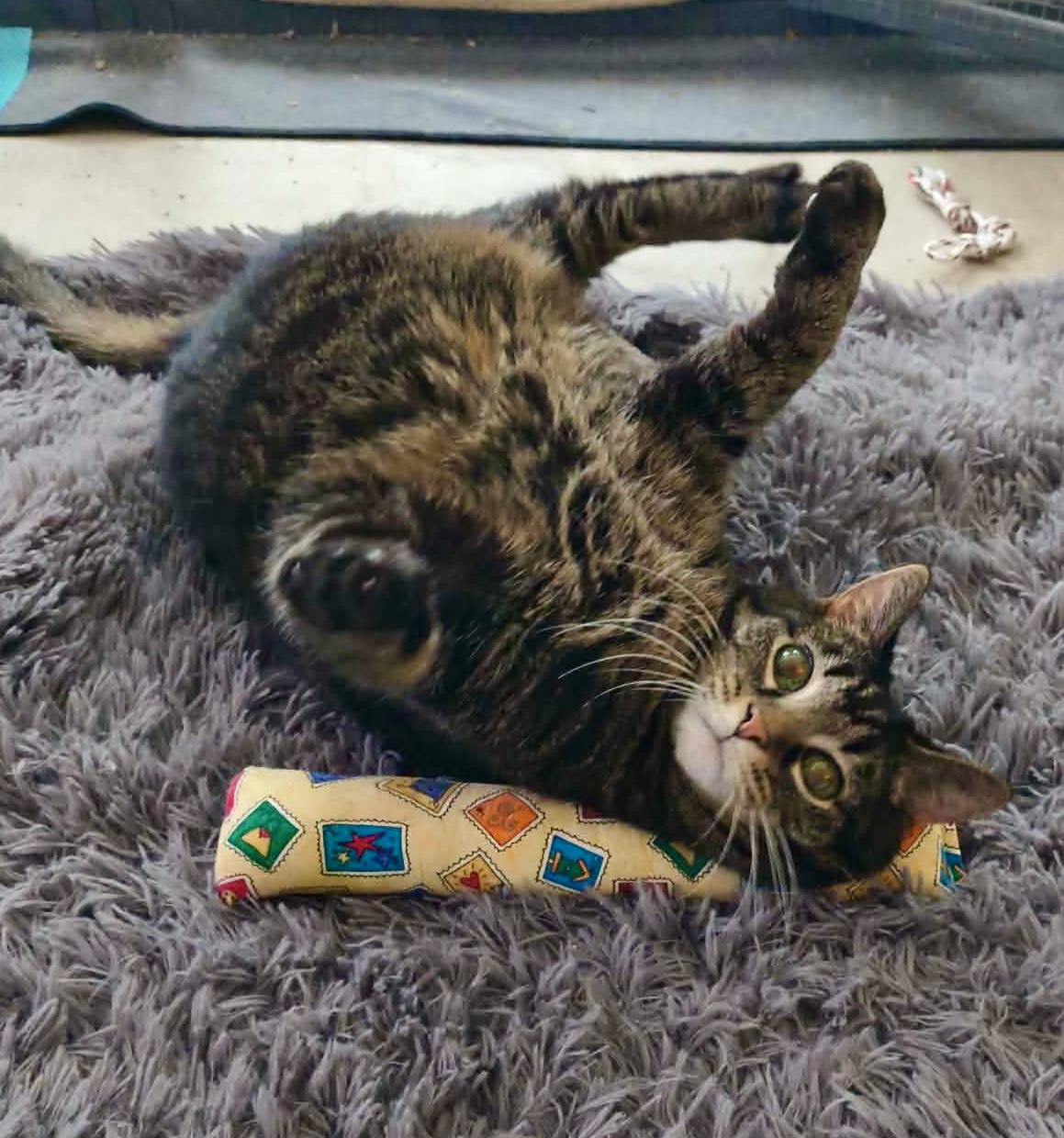 Enlarge Bright Eyes, a Adoptable mixed breed in Greensburg, PA image 1/6