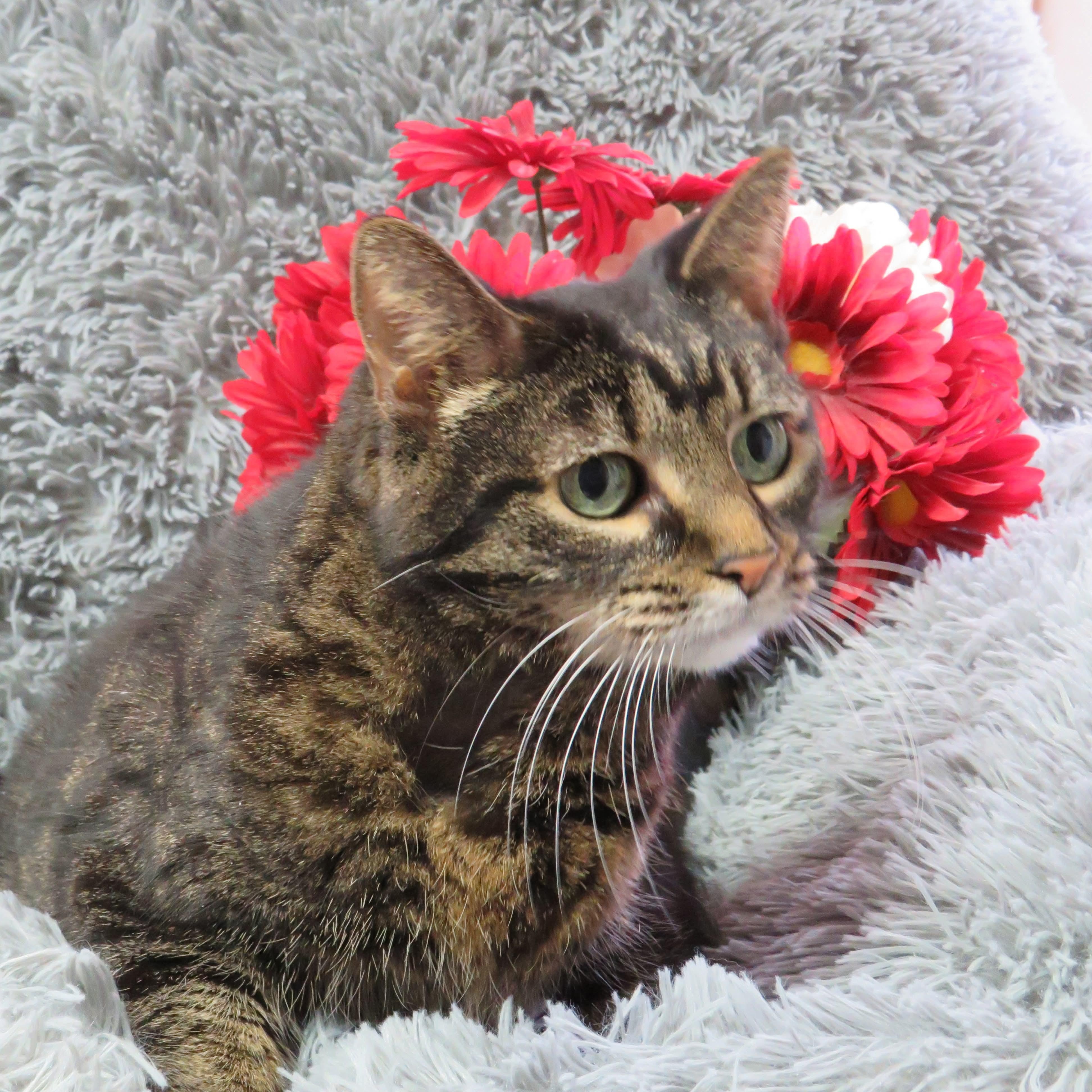 Enlarge Bright Eyes, a Adoptable mixed breed in Greensburg, PA image 2/6