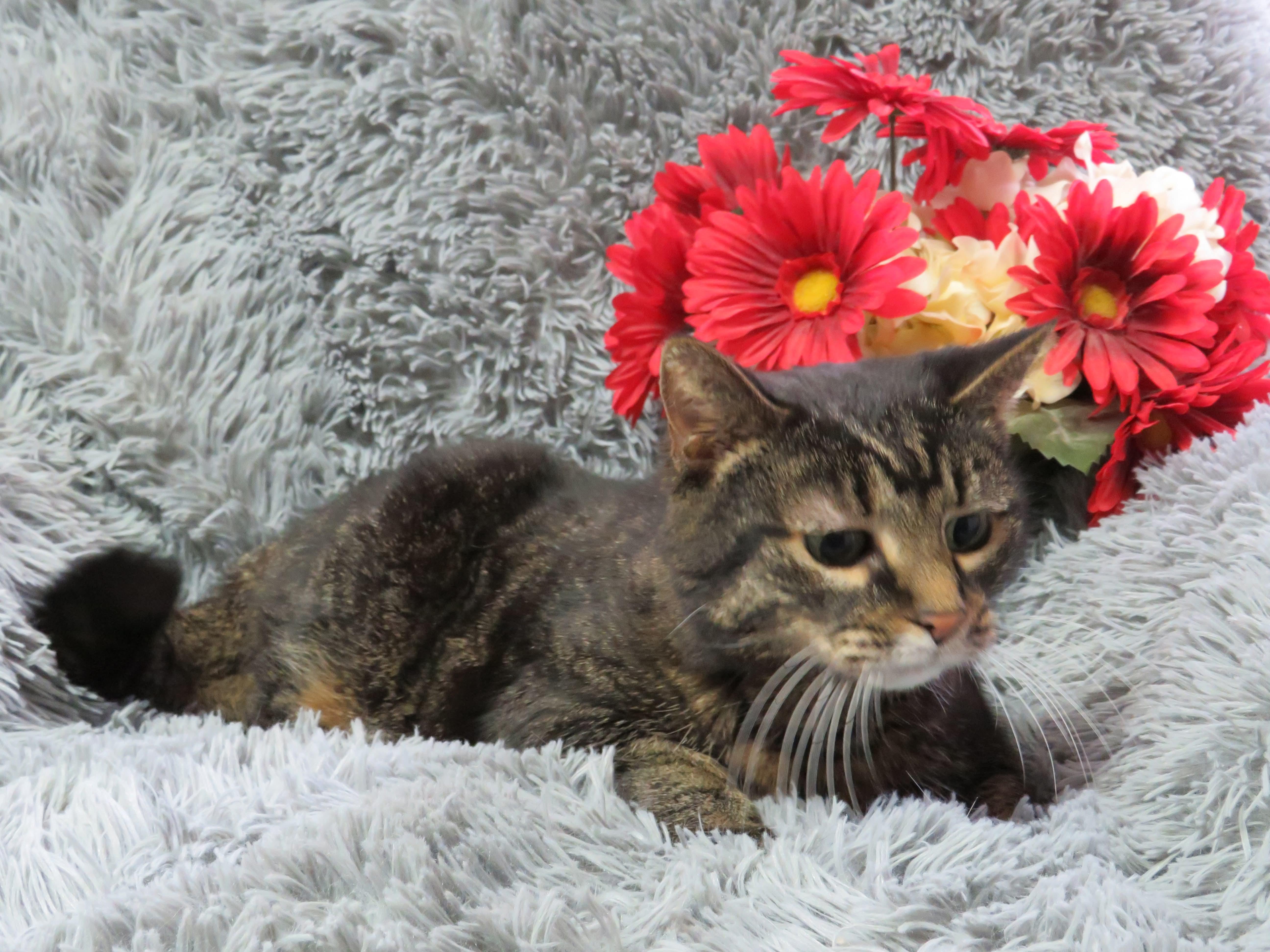 Enlarge Bright Eyes, a Adoptable mixed breed in Greensburg, PA image 3/6