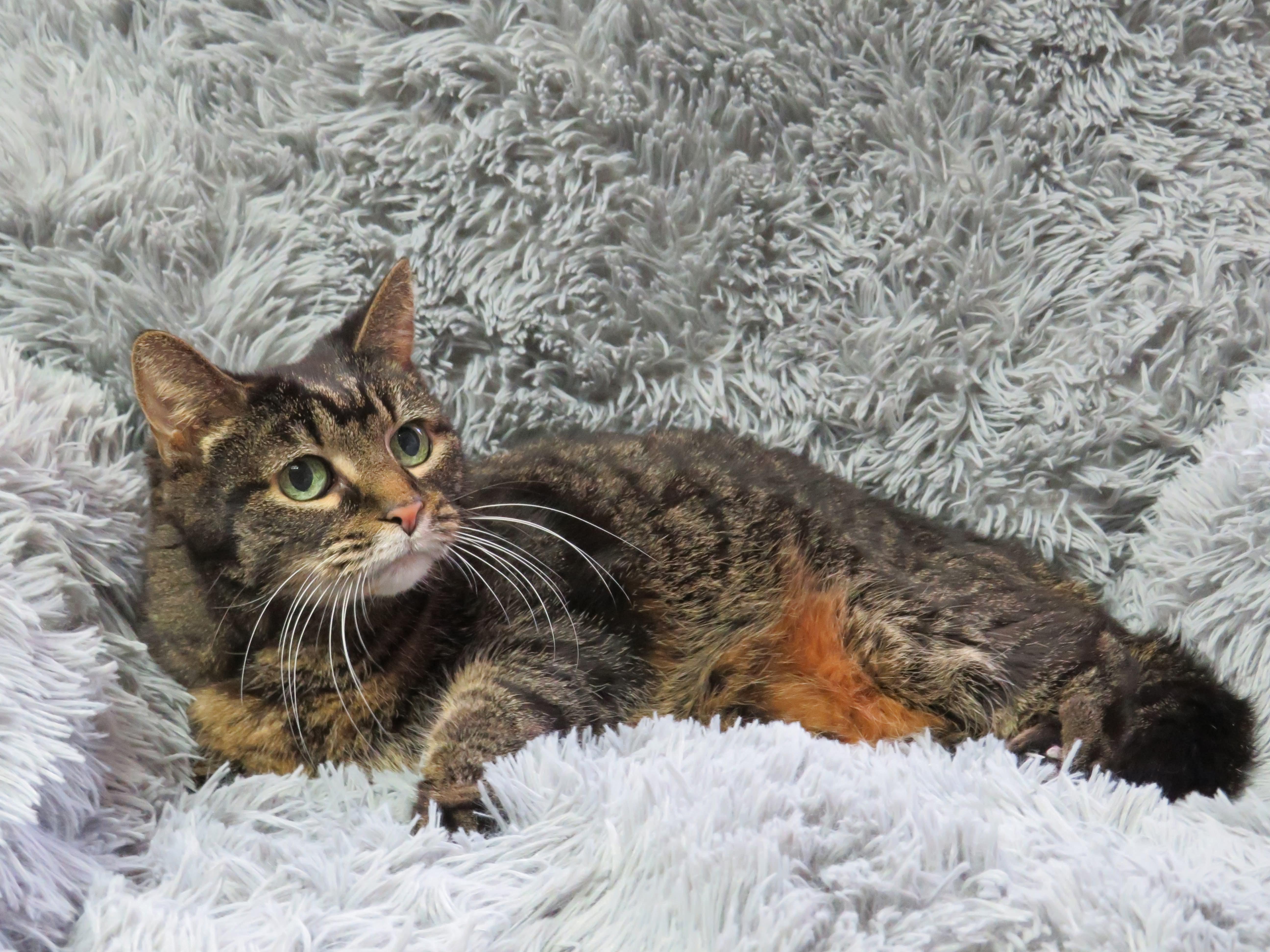 Enlarge Bright Eyes, a Adoptable mixed breed in Greensburg, PA image 4/6