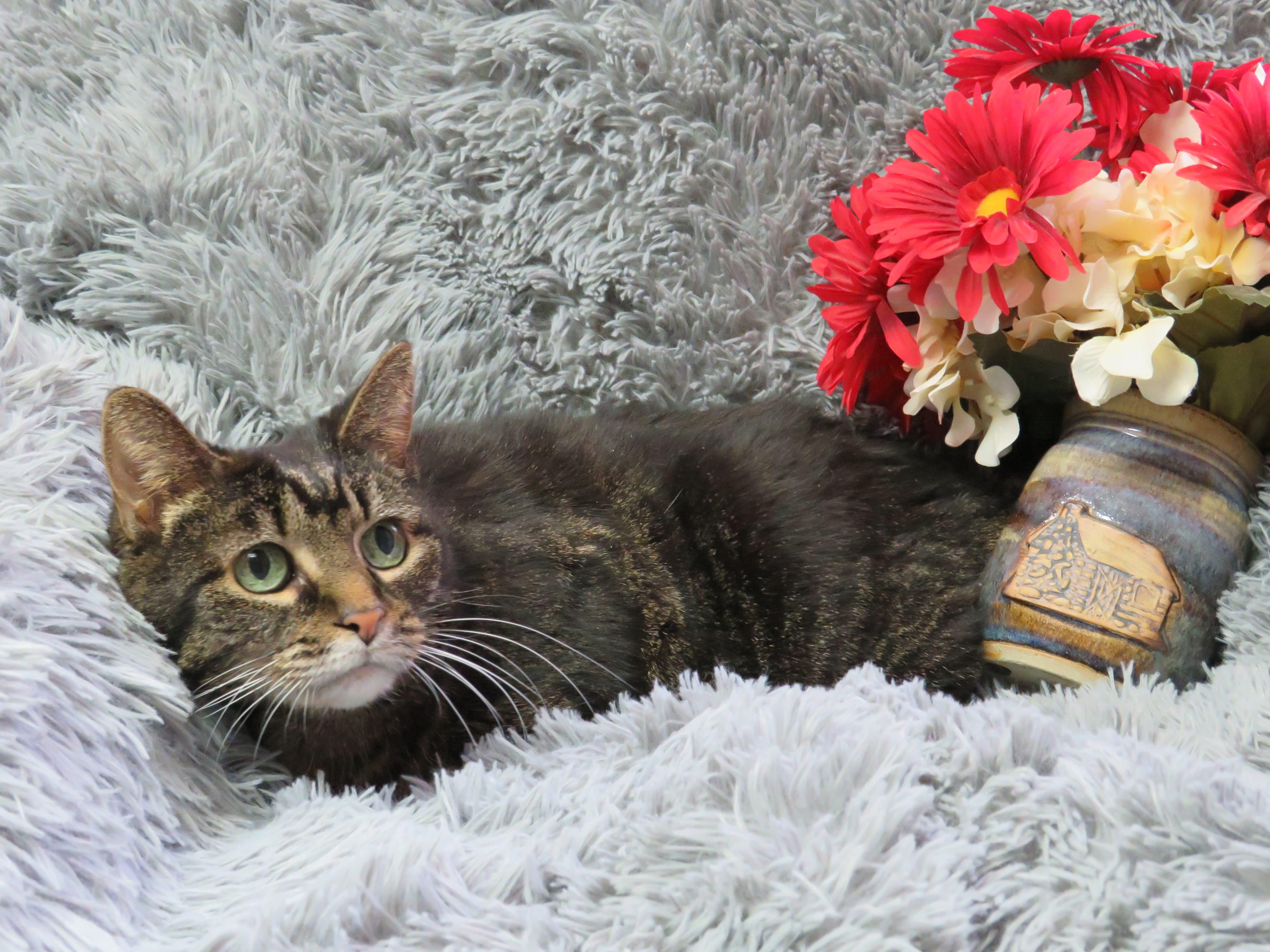 Enlarge Bright Eyes, a Adoptable mixed breed in Greensburg, PA image 5/6