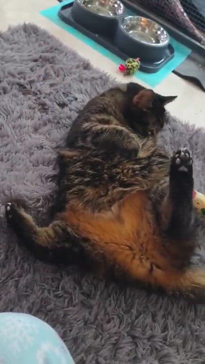 Enlarge Bright Eyes, a Adoptable mixed breed in Greensburg, PA video 6/6