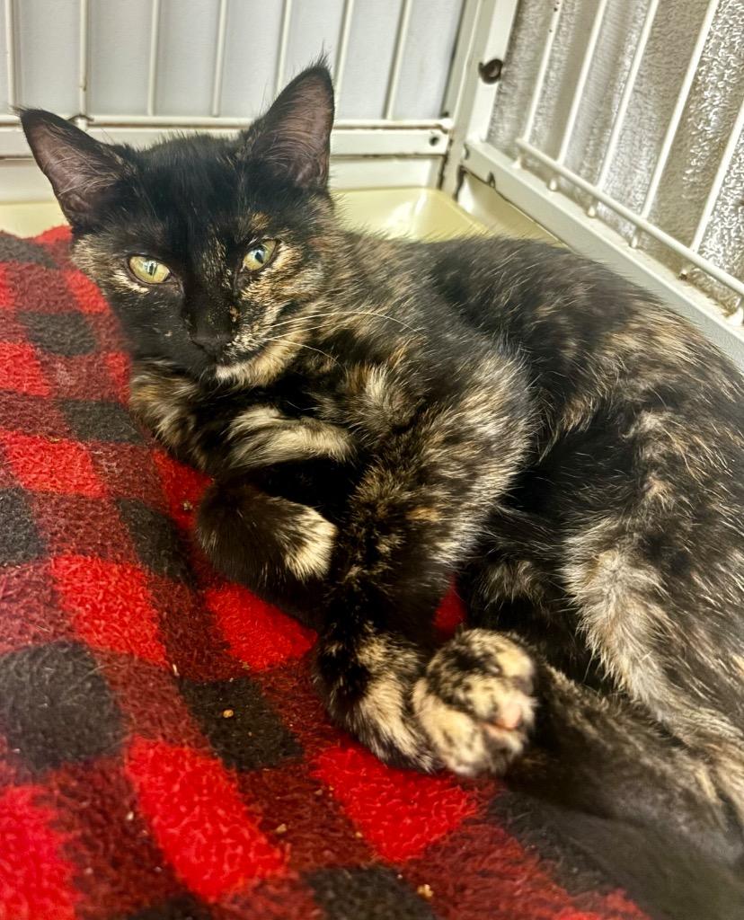 Shya, Adoptable, Young Female Domestic Short Hair.