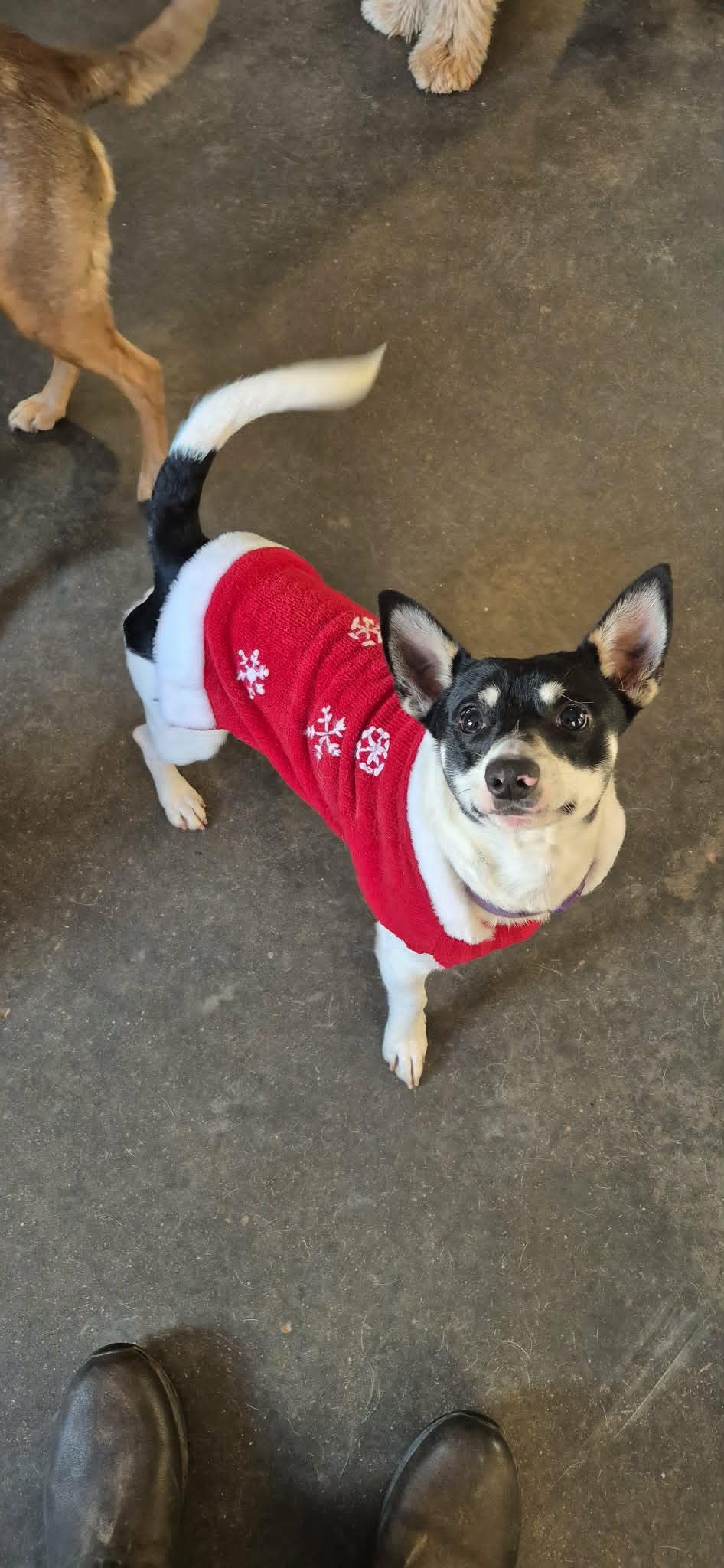 Ollie, an adopted mixed breed in Marion, NC image 2/6