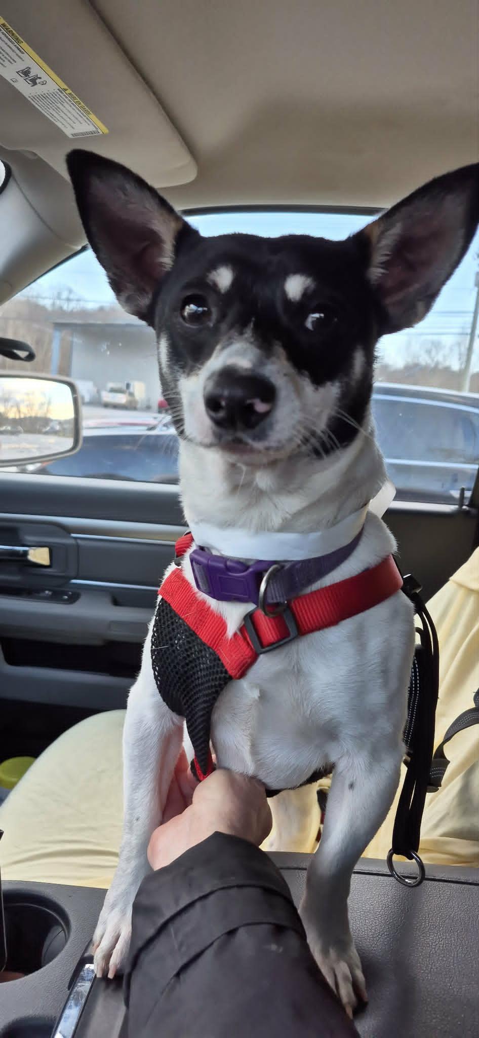 Ollie, an adopted mixed breed in Marion, NC image 3/6