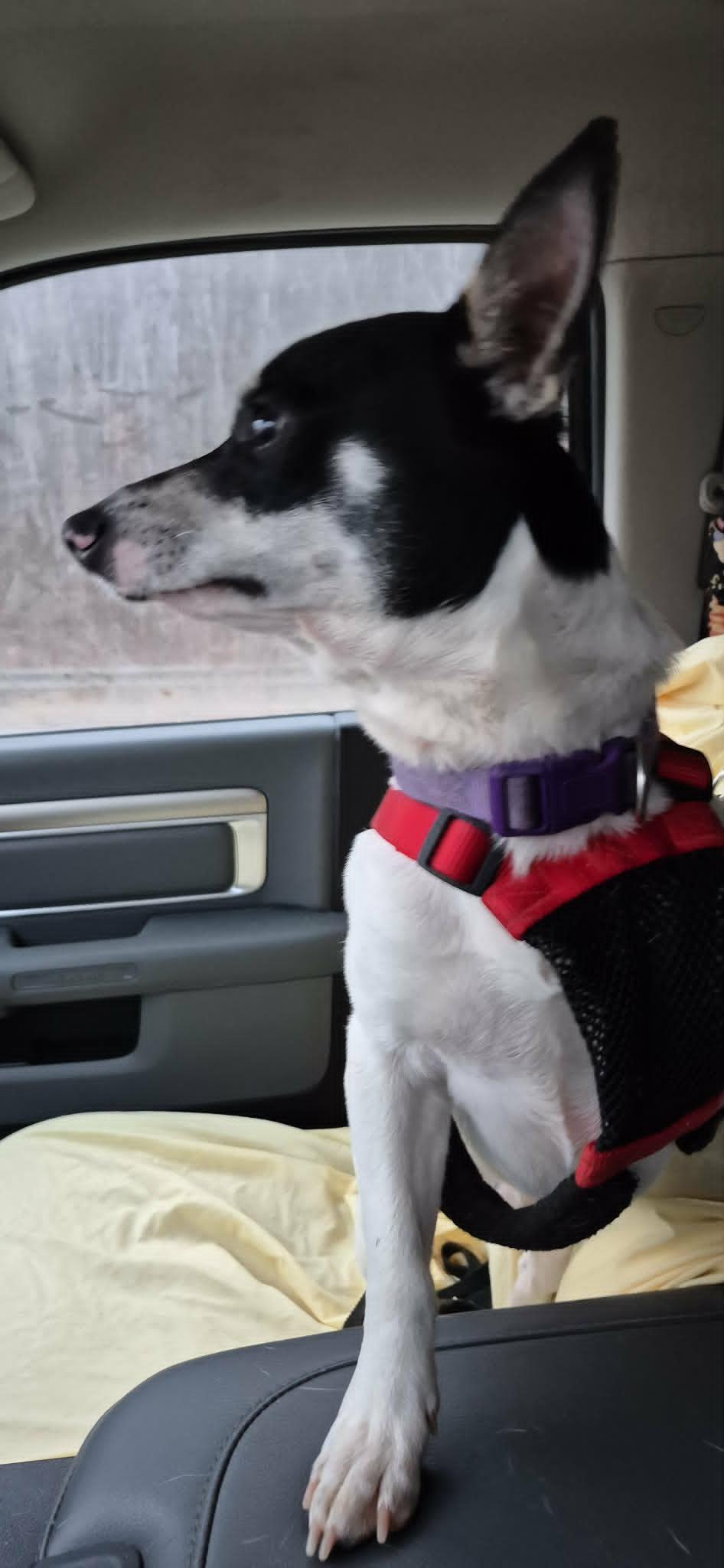 Ollie, an adopted mixed breed in Marion, NC image 4/6