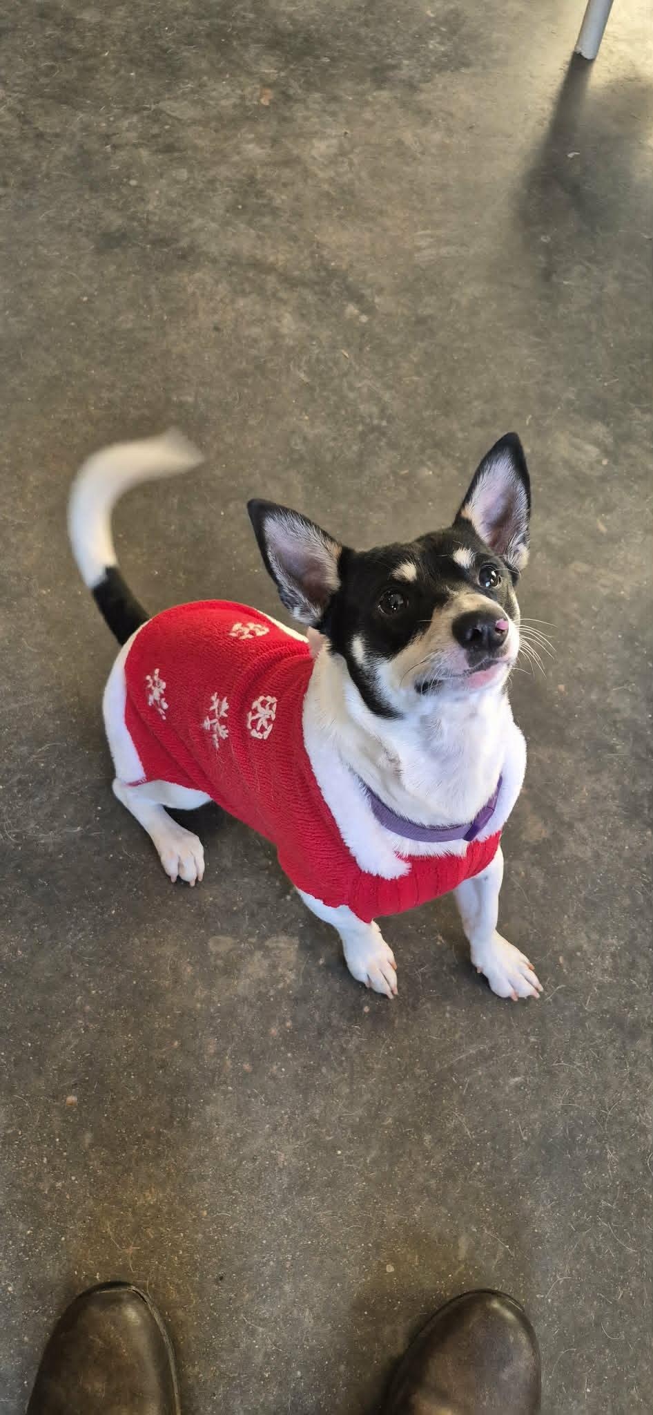 Ollie, an adopted mixed breed in Marion, NC image 5/6