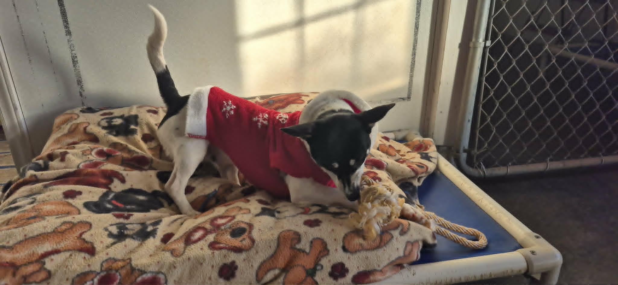 Ollie, an adopted mixed breed in Marion, NC image 6/6