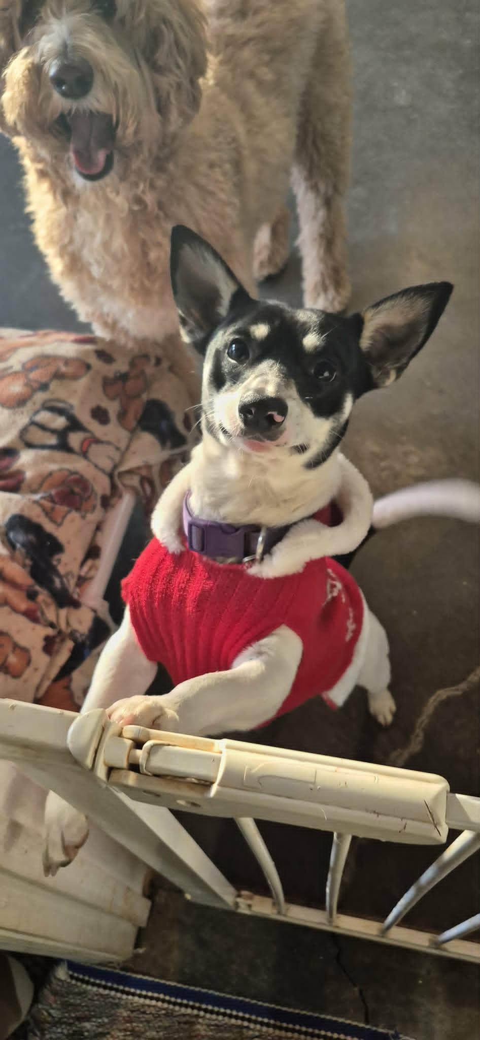 Ollie, adopted, Young Male Rat Terrier & Dachshund.