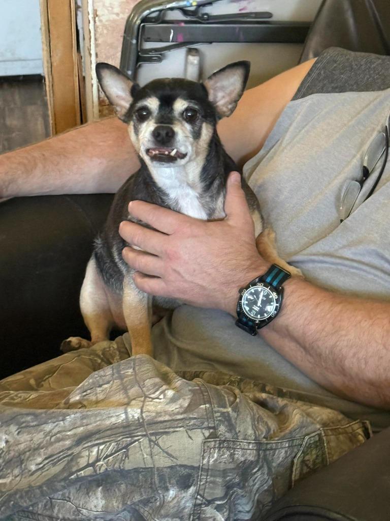 Enlarge Brody, a Adoptable mixed breed in Libertyville, IL image 1/3