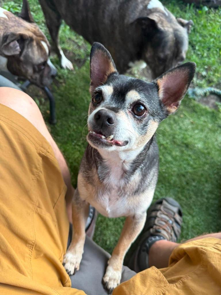 Enlarge Brody, a Adoptable mixed breed in Libertyville, IL image 2/6