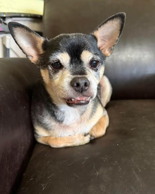 Enlarge Brody, a Adoptable mixed breed in Libertyville, IL image 2/3