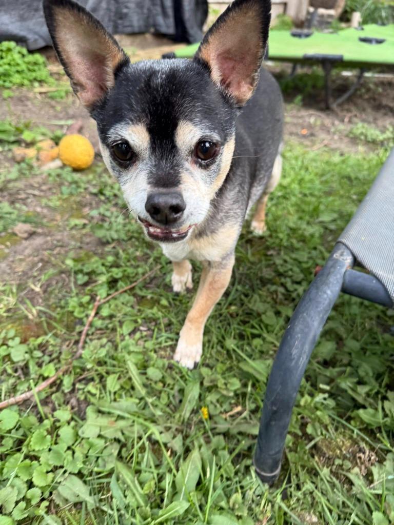 Brody, a Adoptable mixed breed in Libertyville, IL image 4/6