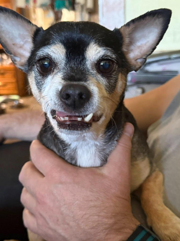 Enlarge Brody, a Adoptable mixed breed in Libertyville, IL image 3/3