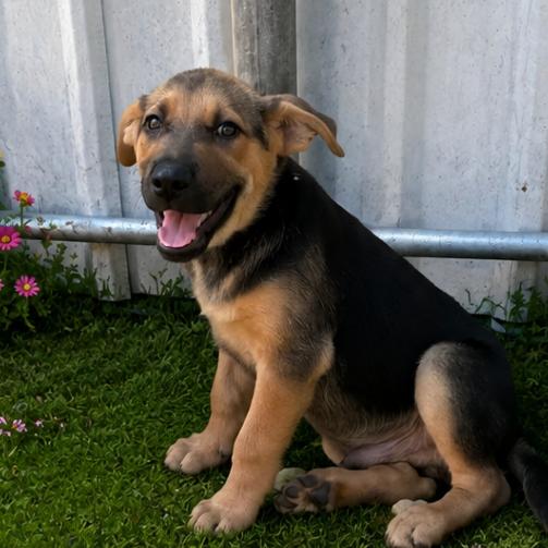 Earth, a Adoptable mixed breed in Sarasota, FL image 2/4