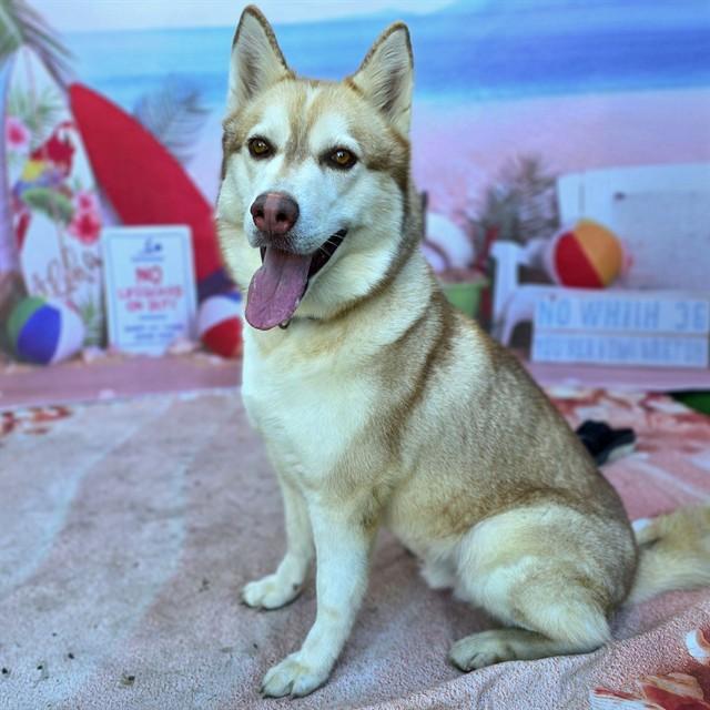 LUKE, Adoptable, Adult Male Siberian Husky.