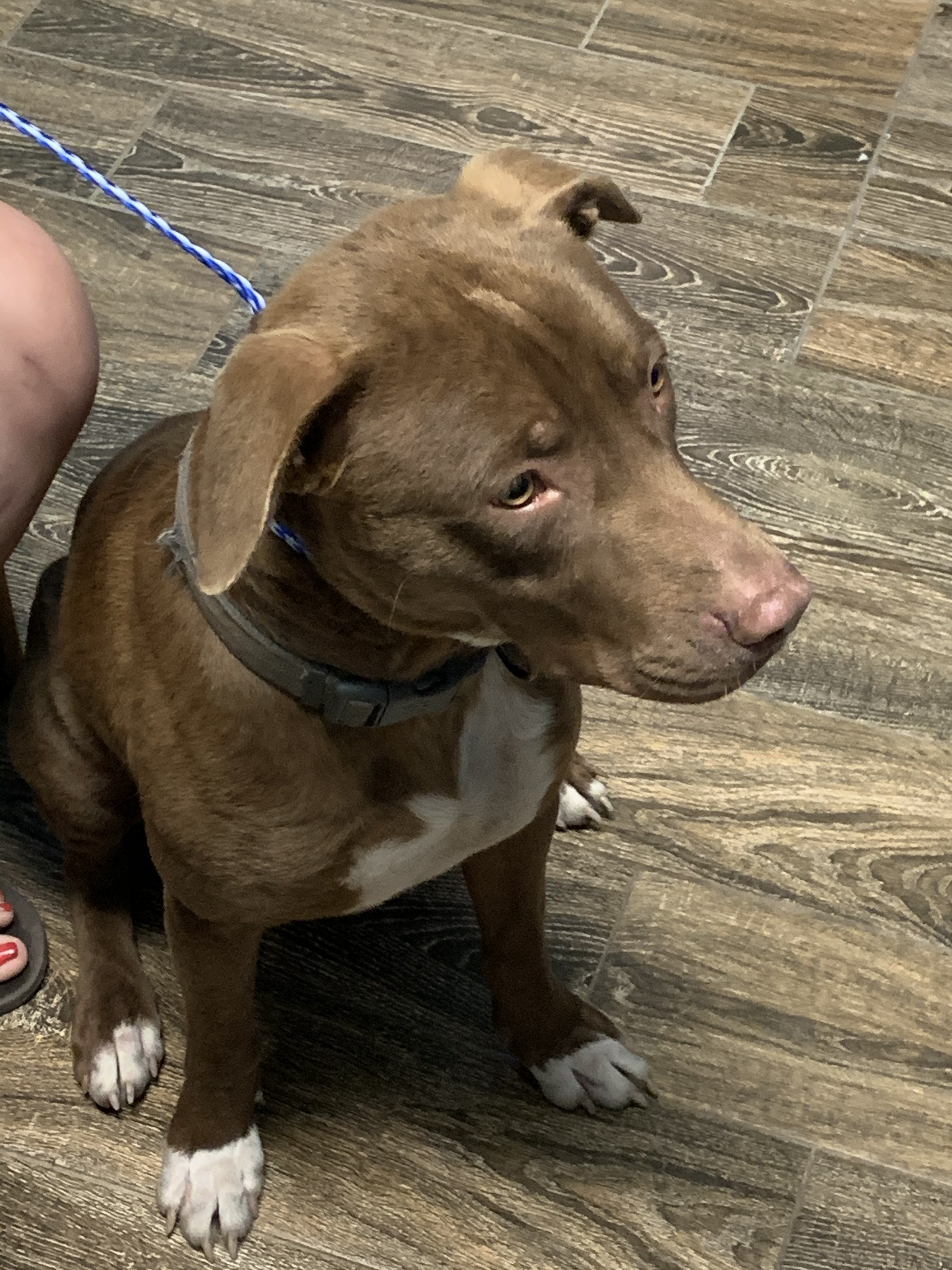 Kobe, Adoptable, Young Male Pit Bull Terrier.