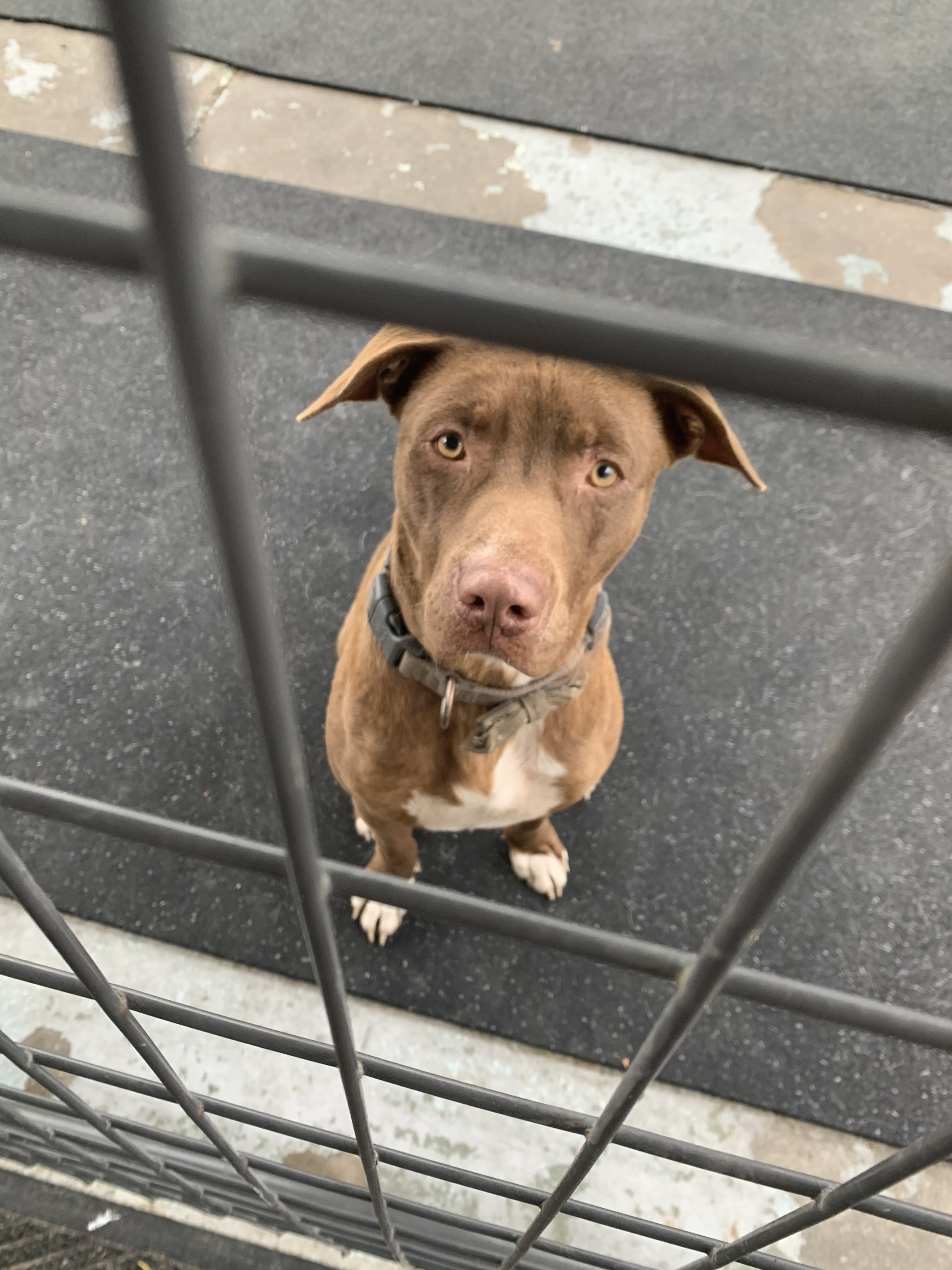 Enlarge Kobe, a Adoptable Pit Bull Terrier in Hearne, TX image 3/3