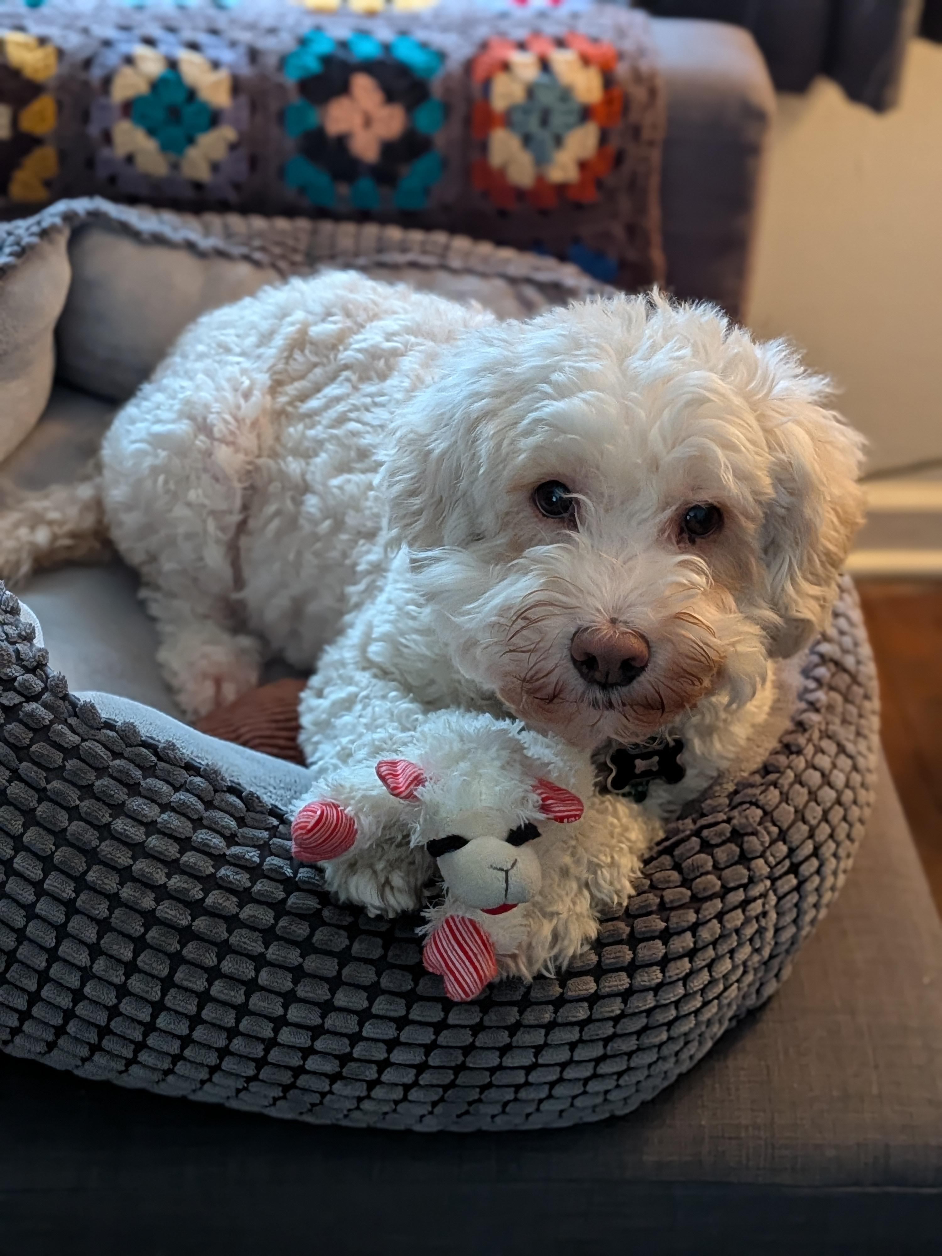 Enlarge ADORABLE HENRY!  -  WONDERFUL SENIOR BICHON MIX IS THE TOTAL PACKAGE!  WATCH HIS VIDEO! , a Adoptable mixed breed in New Berlin, WI image 3/4