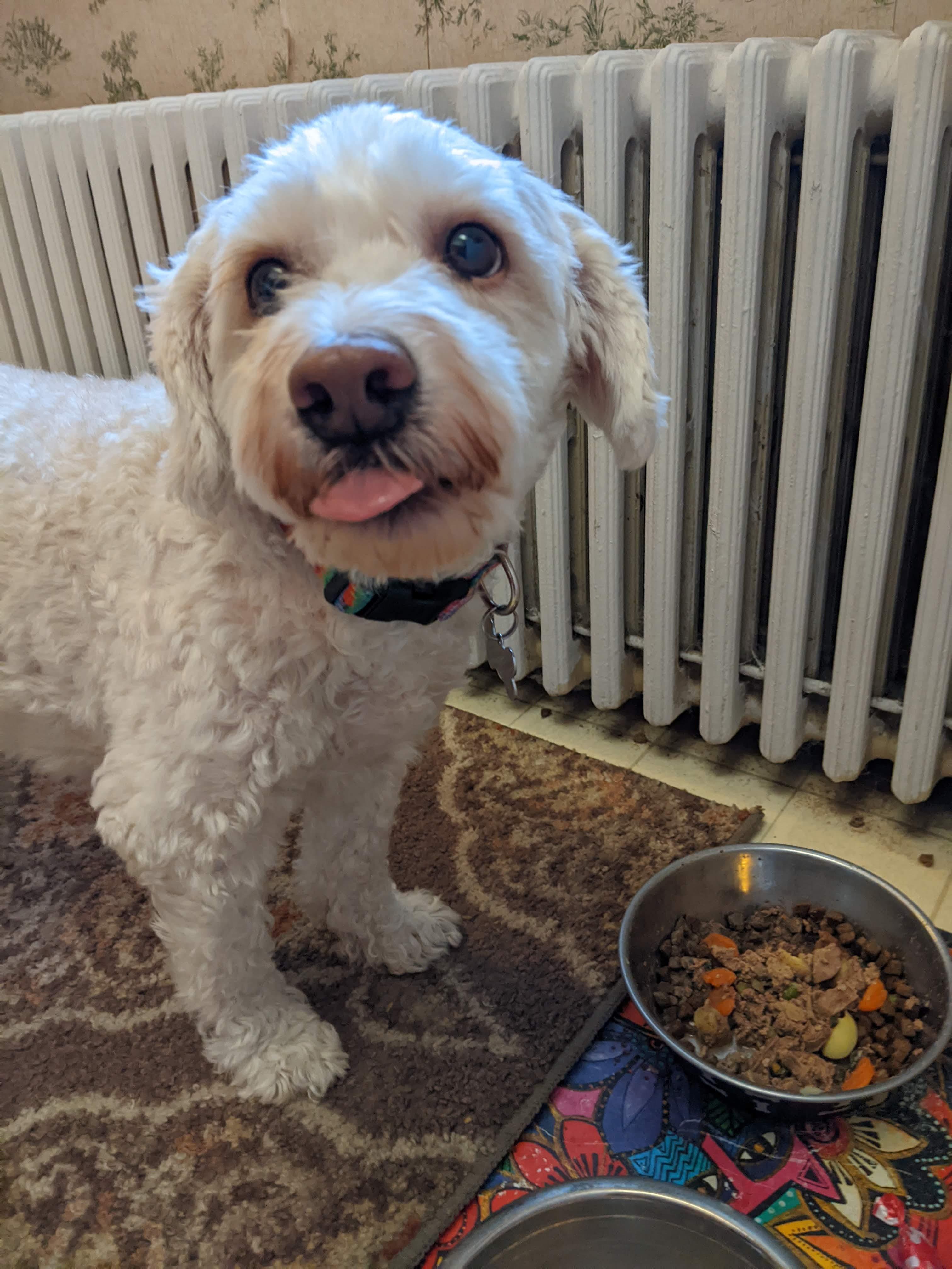 ADORABLE HENRY!  -  WONDERFUL SENIOR BICHON MIX IS THE TOTAL PACKAGE!  WATCH HIS VIDEO! , Adoptable, Adult Male Bichon Frise & Poodle.