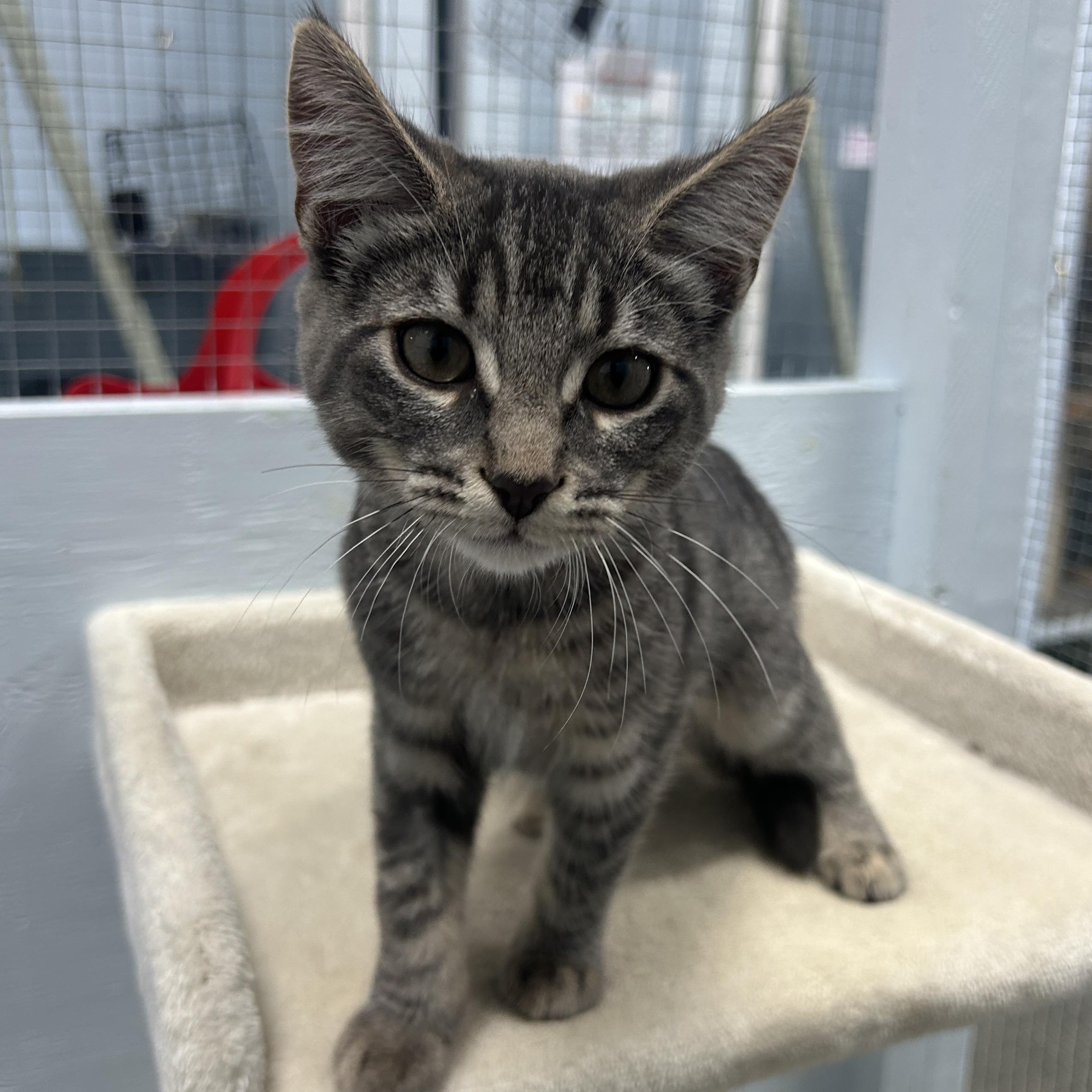 Cirrus, Adoptable, Young Female Domestic Short Hair.