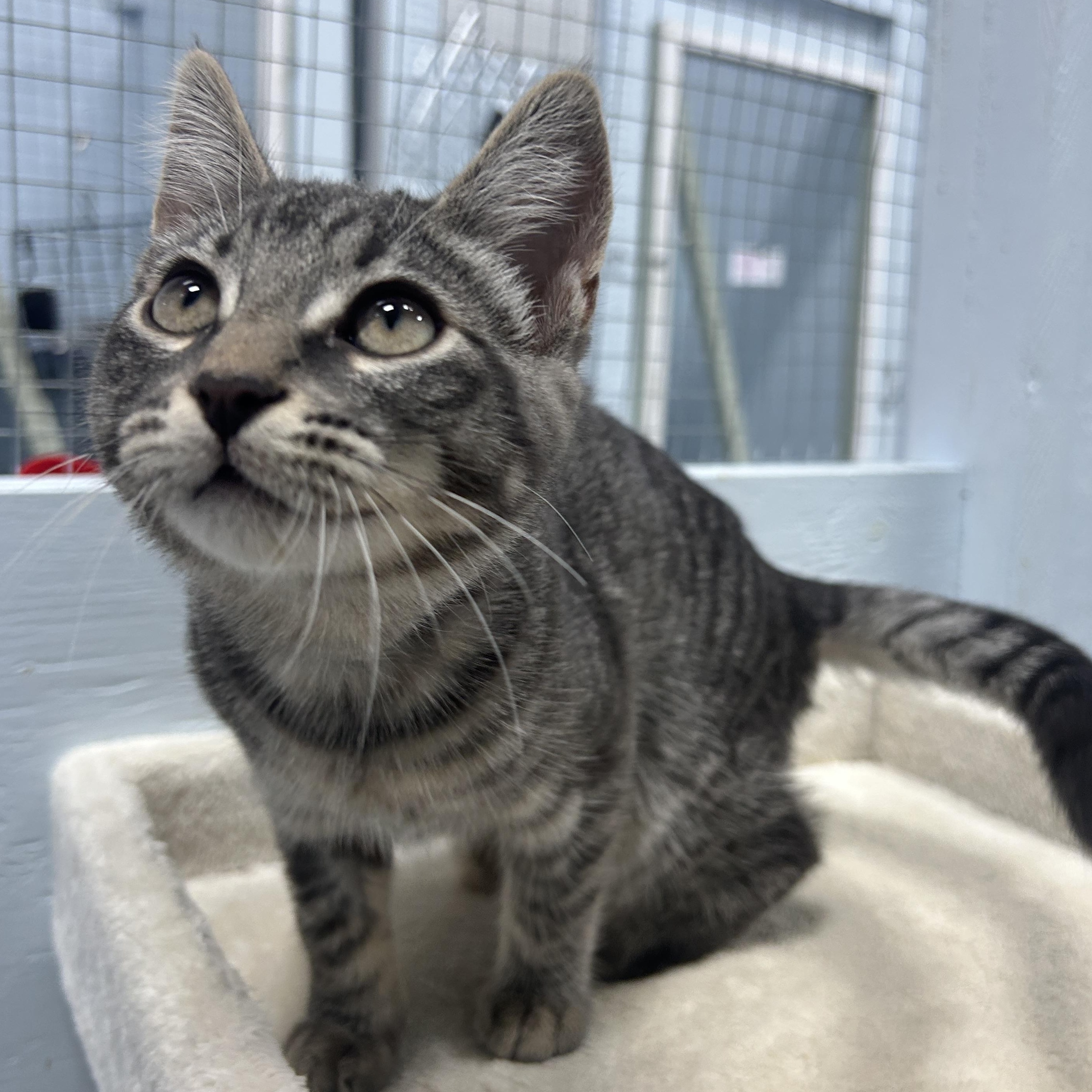 Enlarge Cirrus, a Adoptable Domestic Short Hair in Mission, BC image 2/3